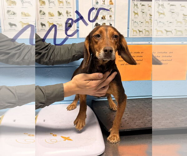 Medium Photo #2 Beagle Puppy For Sale in Tampa, FL, USA
