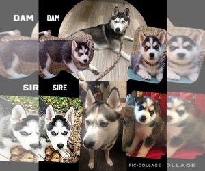 Mother of the Siberian Husky puppies born on 01/11/2020