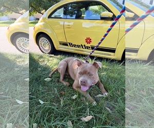 American Staffordshire Terrier-Unknown Mix Dogs for adoption in Westwood, NJ, USA