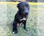 Small #4 American Pit Bull Terrier-Labrador Retriever Mix