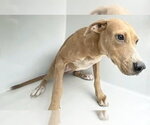 Small Photo #2 Staffordshire Bull Terrier-Unknown Mix Puppy For Sale in Houston, TX, USA