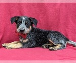 Small Photo #4 Australian Cattle Dog Puppy For Sale in HOLTWOOD, PA, USA