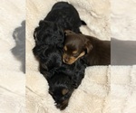 Small #2 Yorkshire Terrier