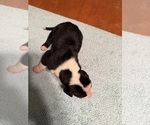 Small #12 Great Dane