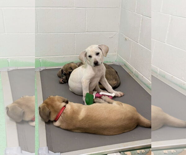 Medium Photo #12 Anatolian Shepherd-Labrador Retriever Mix Puppy For Sale in Higley, AZ, USA