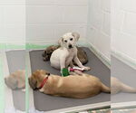 Small #11 Anatolian Shepherd-Labrador Retriever Mix