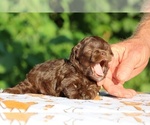 Small #14 ShihPoo