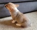 Small Photo #5 Pembroke Welsh Corgi Puppy For Sale in AUSTELL, GA, USA