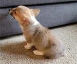 Small #4 Pembroke Welsh Corgi