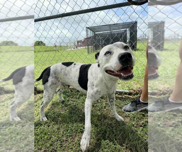 Medium Photo #5 Mutt Puppy For Sale in Abbeville, LA, USA