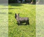 Small Photo #17 French Bulldog Puppy For Sale in WHITTIER, CA, USA