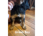 Puppy Green Collar Gordon Setter