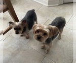 Small #1 Mutt