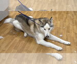 Small #5 Siberian Husky