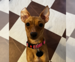 Small #3 Chihuahua Mix