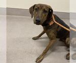 Small Plott Hound Mix