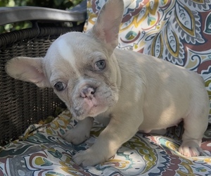 Medium French Bulldog