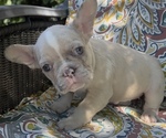 Puppy Puppy 4 Moon French Bulldog