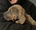 Small Photo #3 Cane Corso Puppy For Sale in VOLUNTOWN, CT, USA