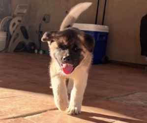 Akita Puppy for sale in MONTCLAIR, CA, USA