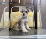 Small Photo #1 Schnauzer (Miniature) Puppy For Sale in COOKEVILLE, TN, USA