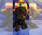 Small Photo #9 Goldendoodle Puppy For Sale in DYERSBURG, TN, USA