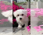 Small #9 Coton de Tulear