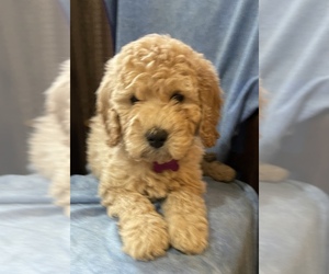 Goldendoodle Puppy for sale in ERIE, PA, USA