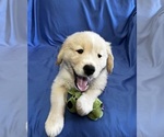 Small Photo #2 Golden Labrador Puppy For Sale in LIVE OAK, FL, USA