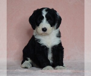 Poodle (Standard)-Shepadoodle Mix Puppy for sale in FREDERICKSBG, OH, USA