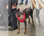 Small Photo #13 Doberman Pinscher Puppy For Sale in Buffalo, MN, USA