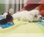 Puppy 2 Maltese-Poodle (Toy) Mix
