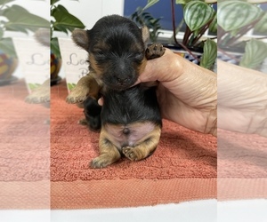Yorkshire Terrier Puppy for sale in FORT WORTH, TX, USA