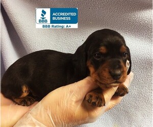 Dachshund Puppy for sale in WINNSBORO, LA, USA