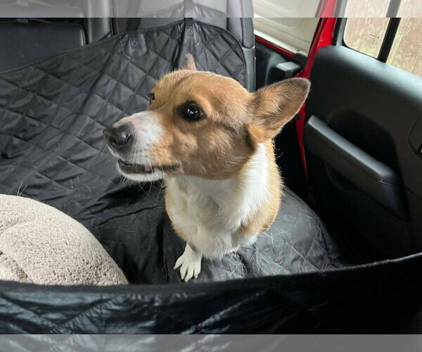 Medium Photo #1 Mutt Puppy For Sale in Lewistown, PA, USA