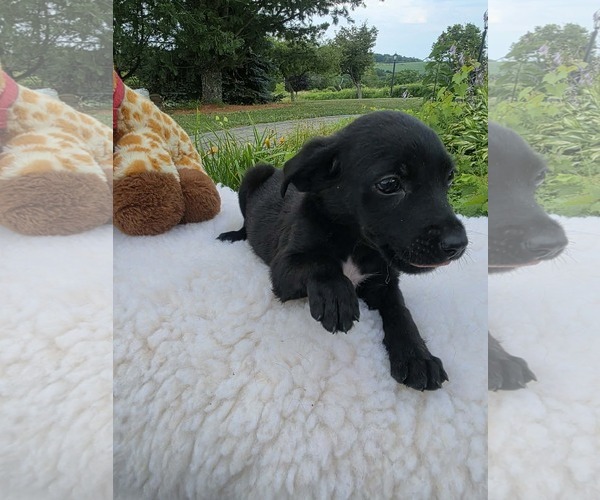 Medium Photo #3 Labrador Retriever-Unknown Mix Puppy For Sale in SHERBURNE, NY, USA