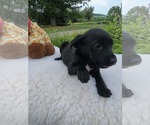 Small #2 Labrador Retriever Mix