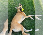 Small Gerberian Shepsky