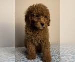Small Photo #2 Double Doodle Puppy For Sale in FRANKLIN, IN, USA