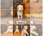 Puppy Yellow Goldendoodle (Miniature)