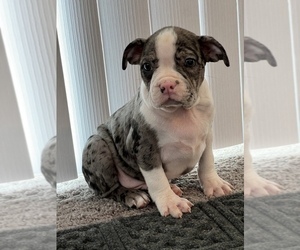 Boston Terrier Puppy for sale in PARAGON, IN, USA