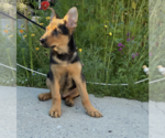 Small #19 German Shepherd Dog Mix
