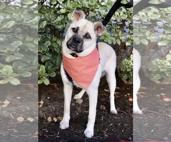 Medium Photo #2 Pug-Shiba Inu Mix Puppy For Sale in Dana Point, CA, USA