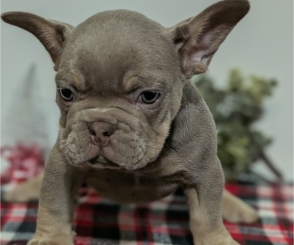 Medium Photo #5 French Bulldog Puppy For Sale in GOSHEN, IN, USA