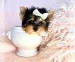 Small #8 Yorkshire Terrier