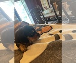Small #9 Dachshund