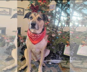 German Shepherd Dog-Unknown Mix Dogs for adoption in Fort Collins, CO, USA