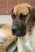 Small Photo #1 Great Dane Puppy For Sale in ARRIBA, CO, USA