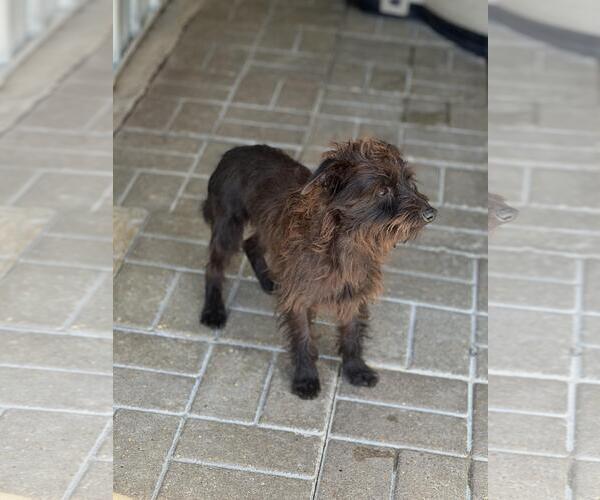 Medium Photo #3 Mutt Puppy For Sale in Yardley, PA, USA