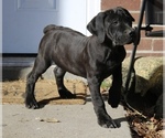 Puppy Puppy 4 Boerboel